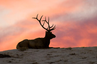 Bull Elk Sitting Sunrise