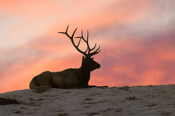 Bull Elk Sitting Sunrise