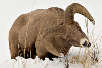 Bighorn Sheep Eating