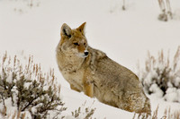 Cold Nose Coyote