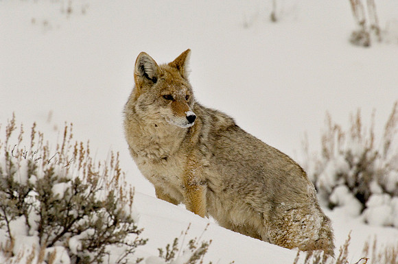 Cold Nose Coyote