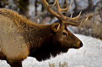 Closeup Profile Elk
