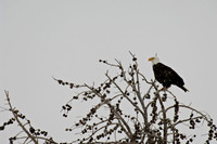 Snowy Eagle Watch