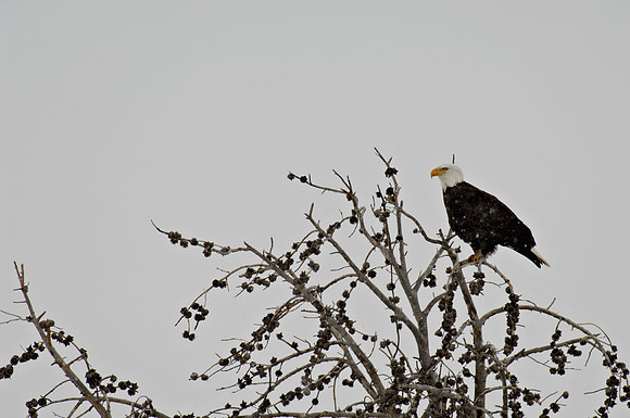Snowy Eagle Watch