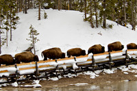 Follow the Leader
