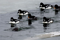 Common Goldeneye Ducks