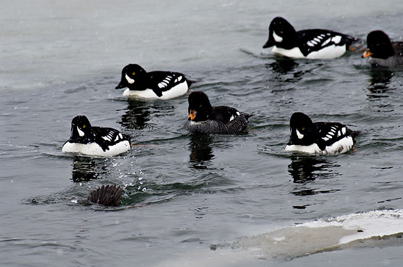 Common Goldeneye Ducks