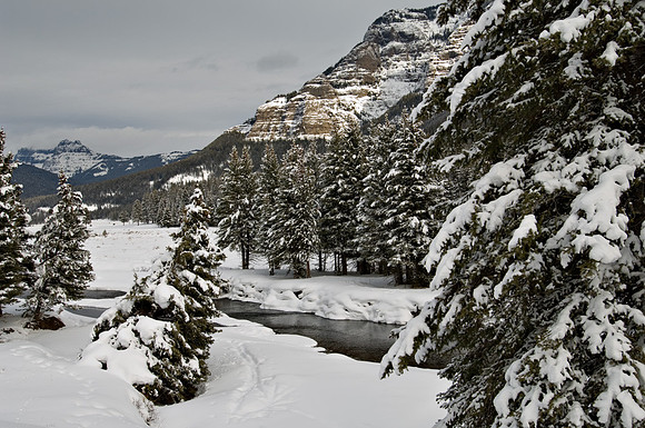 Hayden Valley Snow