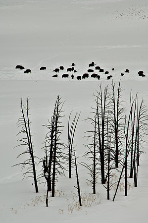 Bison Herd & Winter Trees