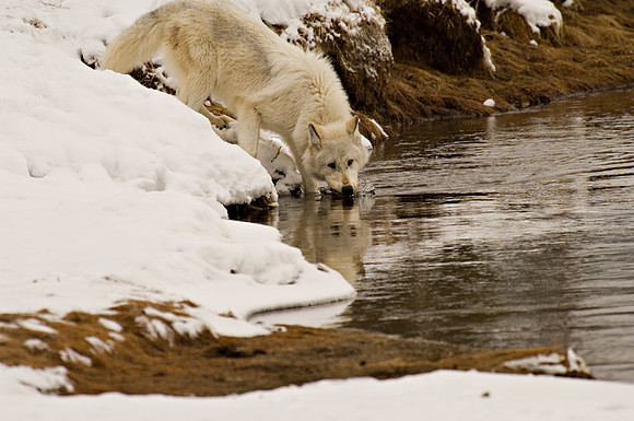 Watchful Wolf Mouthwash