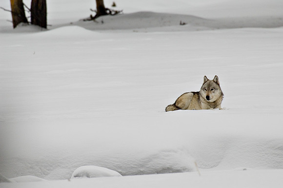 Resting Wolf