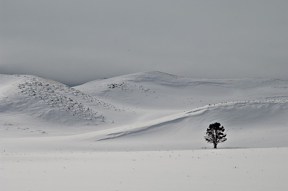 Lone Tree Landscape