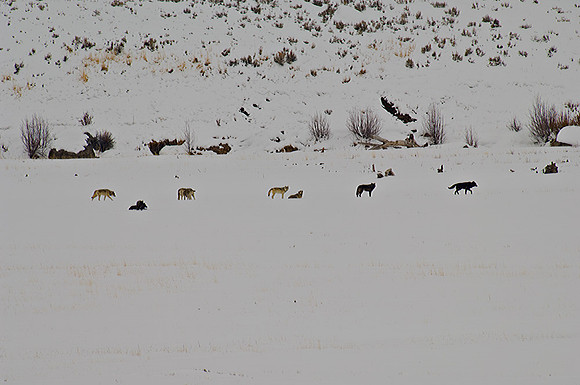 Wolf Pack Moving
