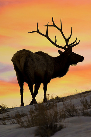 Bull Elk Sunrise