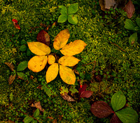 Foliage Color