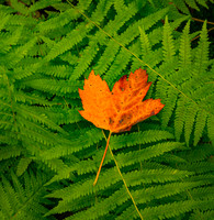Fern & Foliage 1