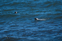 Grey Seals