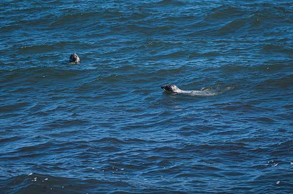Grey Seals
