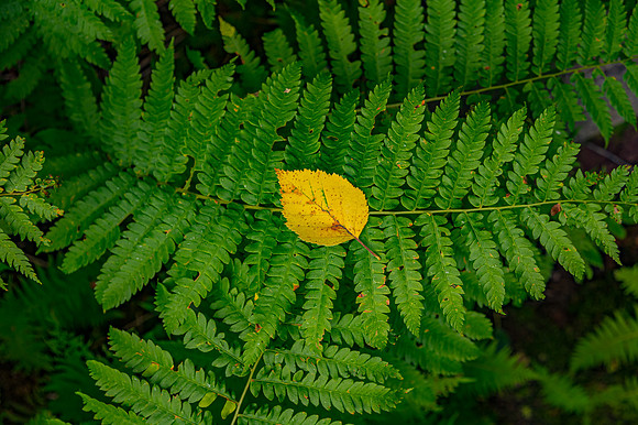 Fern & Foliage 2
