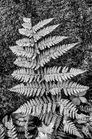 Shiphaven Trail Fern-Vertical-Infrared