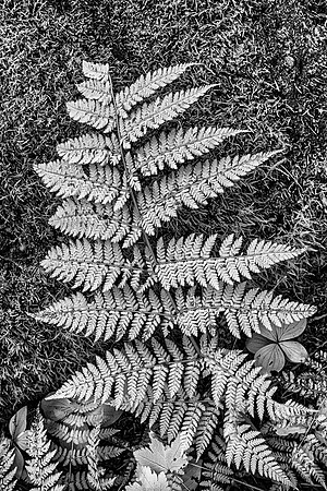 Shiphaven Trail Fern-Vertical-Infrared