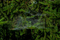 Large Spider Web