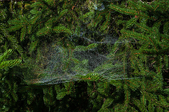 Large Spider Web