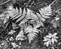Shiphaven Trail Fern-Infrared