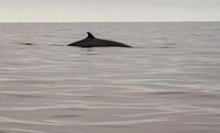 Cape Breton Island