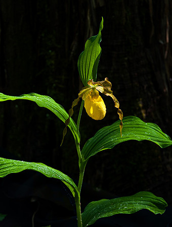 Yellow Lady Slipper