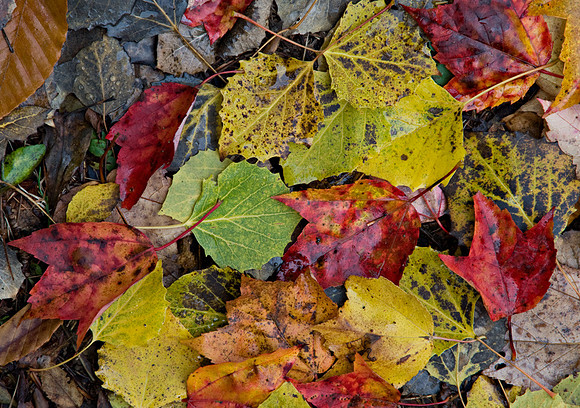 Color Collage