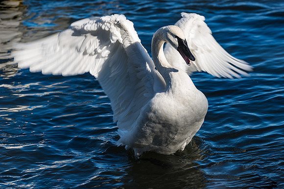 Winged Beauty