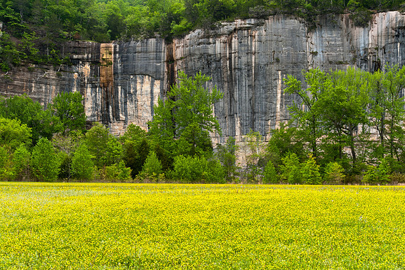 Springtime at Roark Bluff