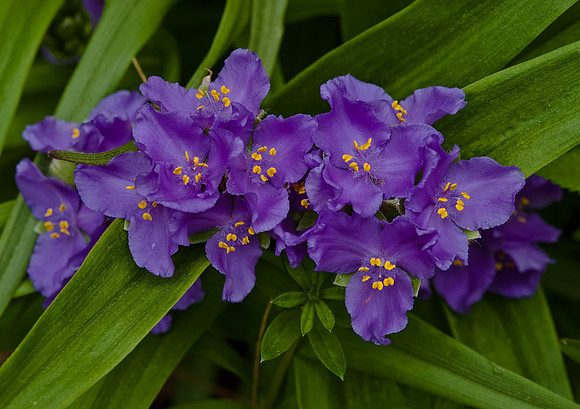 Ozark Spiderwort Cluster