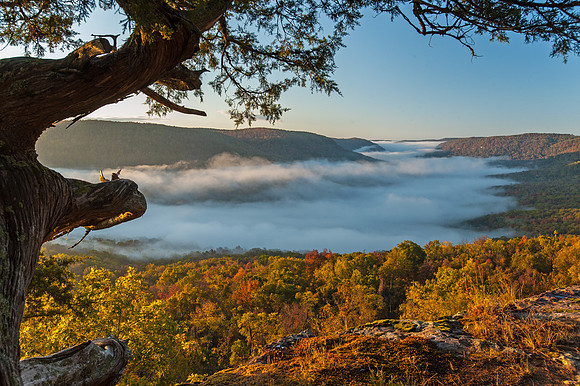 Fog and Fall Color