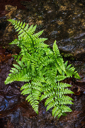 Fern In Rock