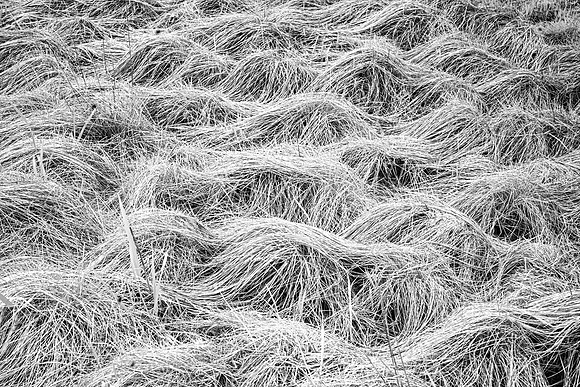 Sea Grass Pattern at Low Tide