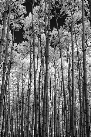Infrared Aspen Grove