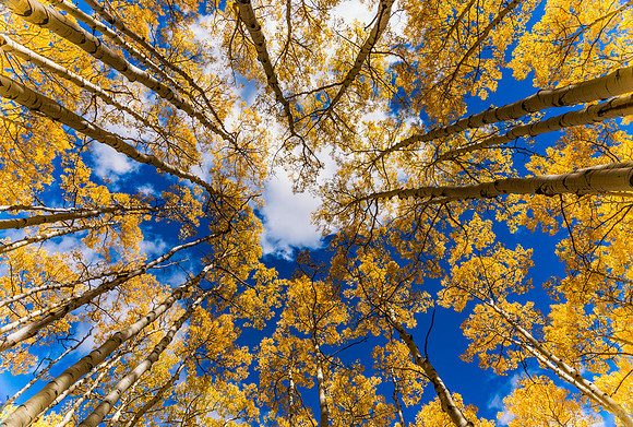Upward Beauty