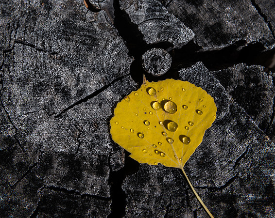 Droplet Detail