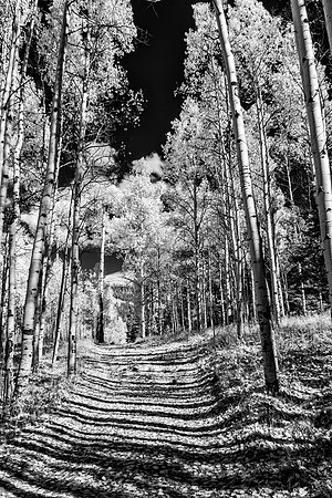 Shadowed Road