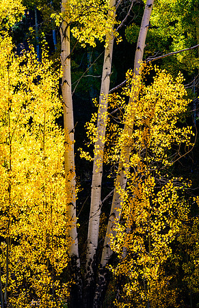 Young and Old Aspen