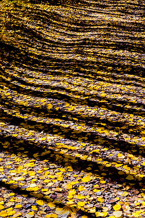 Golden Shadows