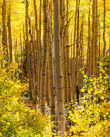Young and Old Aspen 2