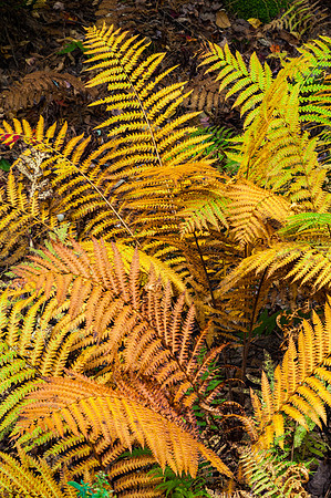 Golden Ferns