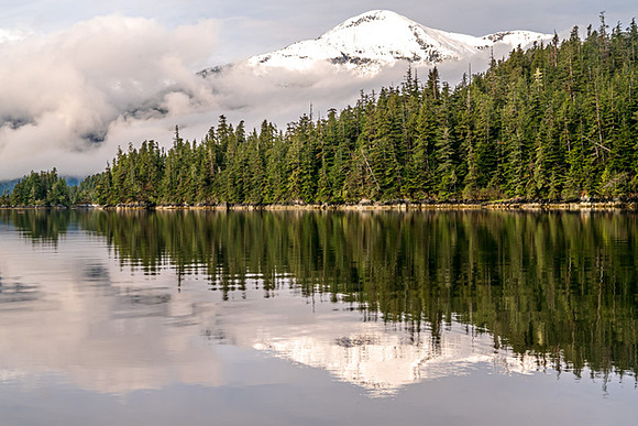Regal Reflection