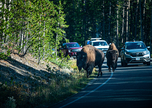 Bison on the Move