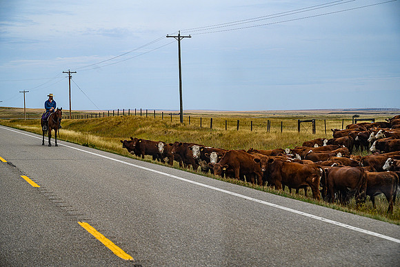 Cattle Roundup