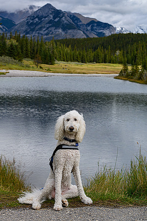Riley at Cascade Pond, Banff