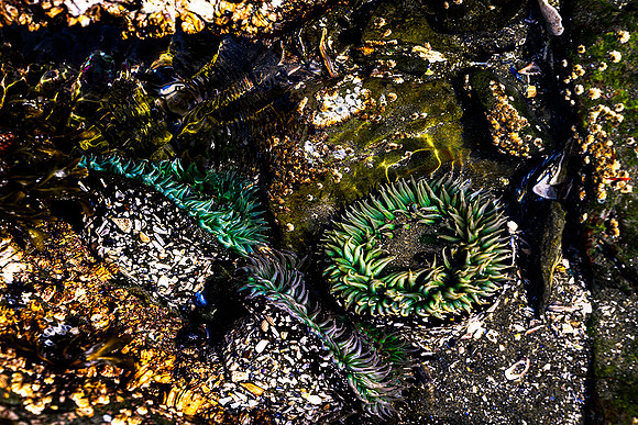 Sea Anemone's, McKenzie Beach,